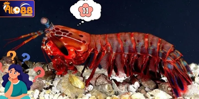 Mơ Thấy Tôm Đánh Con Gì? Con Số Tài Lộc Gắn Liền Con Tôm