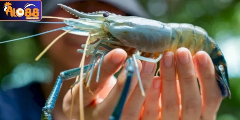 Mộng mị người khác mang tôm cho thấy những vấn đề bạn sắp đối mặt