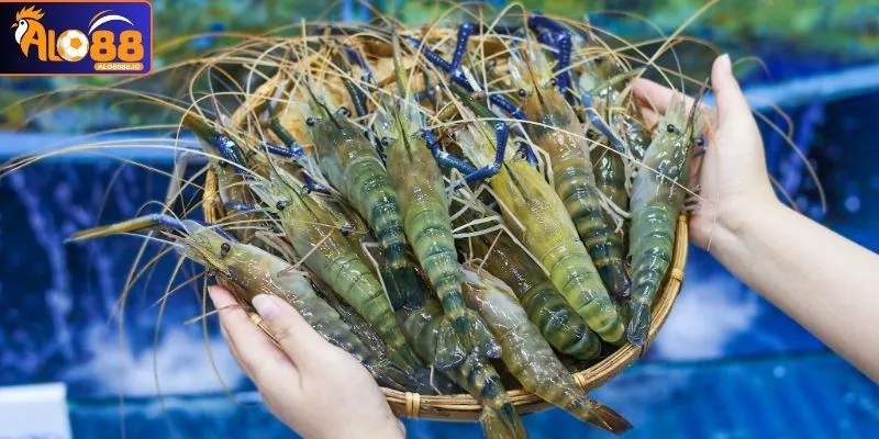 Chiêm bao tôm nhảy bạn phải cẩn trọng với điềm báo trong chuyện tình cảm