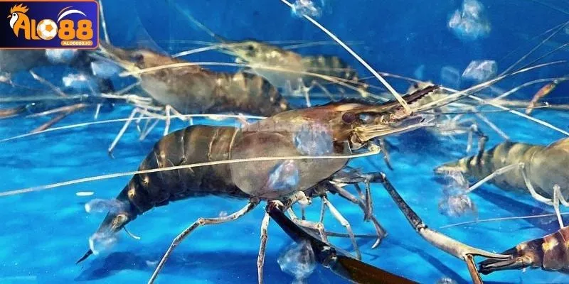 Mơ thấy tôm càng xanh gắn với những điềm báo tích cực