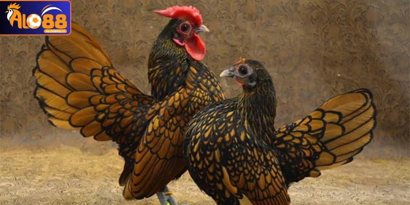 Cách nhận diện cơ bản Cách nhận diện cơ bản