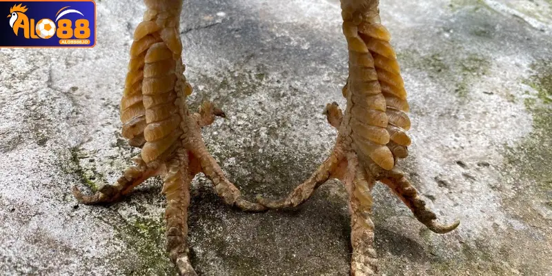 Đôi nét giới thiệu về những vảy gà quý hiếm Đôi nét giới thiệu về những vảy gà quý hiếm