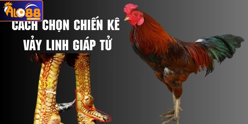 Vảy gà Linh Giáp Tử đáng giá Vảy gà Linh Giáp Tử đáng giá