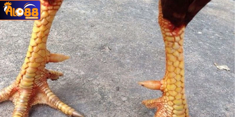 Vảy gà Ngũ Quý nổi tiếng Vảy gà Ngũ Quý nổi tiếng