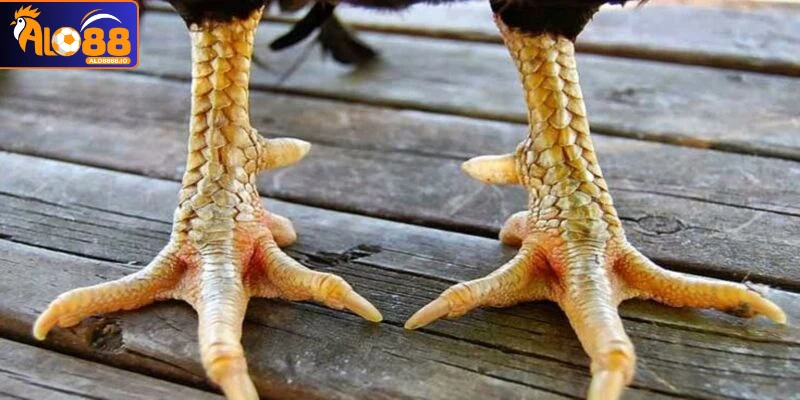 Top 8 Những Vảy Gà Quý Hiếm Được Săn Đón Bậc Nhất 2025