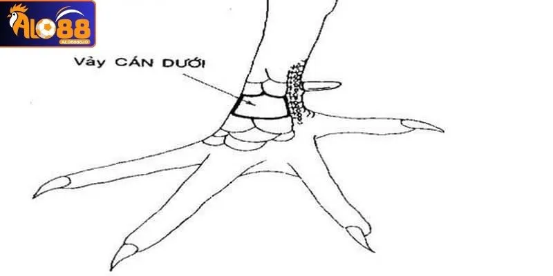 Khả năng thi đấu của chiến kê bằng 0 nếu có vảy cán dưới Khả năng thi đấu của chiến kê bằng 0 nếu có vảy cán dưới