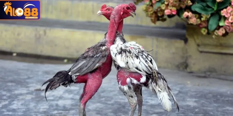 Yếu tố đánh giá khác về chiến kê tốt xấu ngoài các loại vảy Yếu tố đánh giá khác về chiến kê tốt xấu ngoài các loại vảy