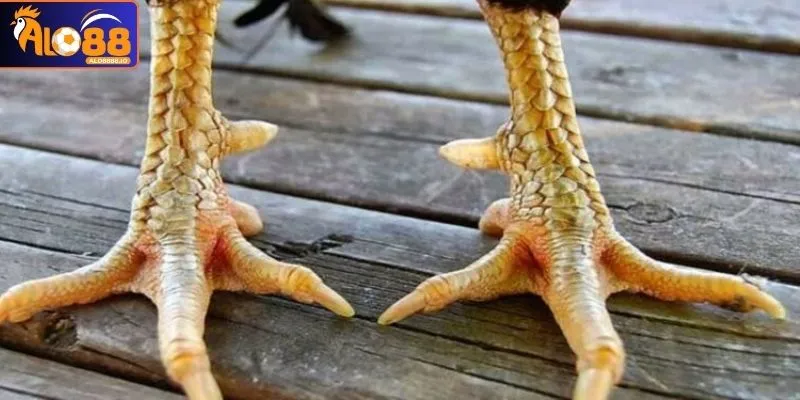 Làm rõ khái niệm như thế nào được gọi là vảy gà xấu Làm rõ khái niệm như thế nào được gọi là vảy gà xấu