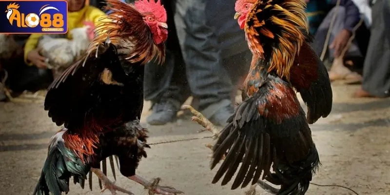 Vảy khai hậu thường xuất hiện ở dưới khớp gối chiến kê Vảy khai hậu thường xuất hiện ở dưới khớp gối chiến kê