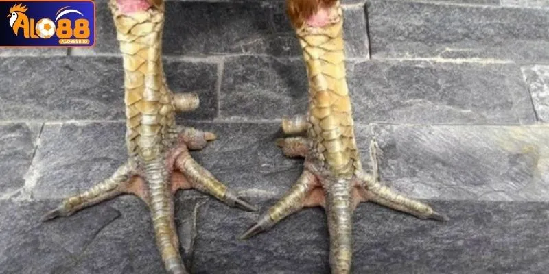 Gà có vảy khai tiền không có khả năng chống đỡ đòn đá đối thủ Gà có vảy khai tiền không có khả năng chống đỡ đòn đá đối thủ