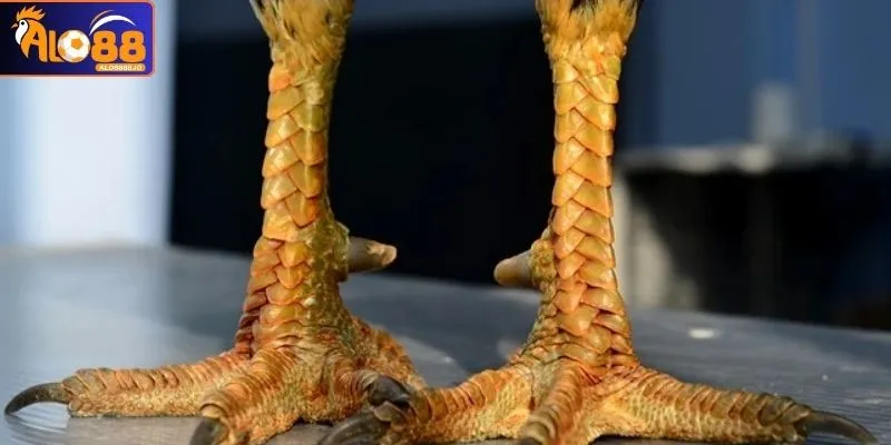 Vảy Gà Xấu - Nhận Diện Chuẩn 100% Trước Khi Chọn Nuôi